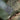 #color_forest-green