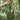 #color_forest-green